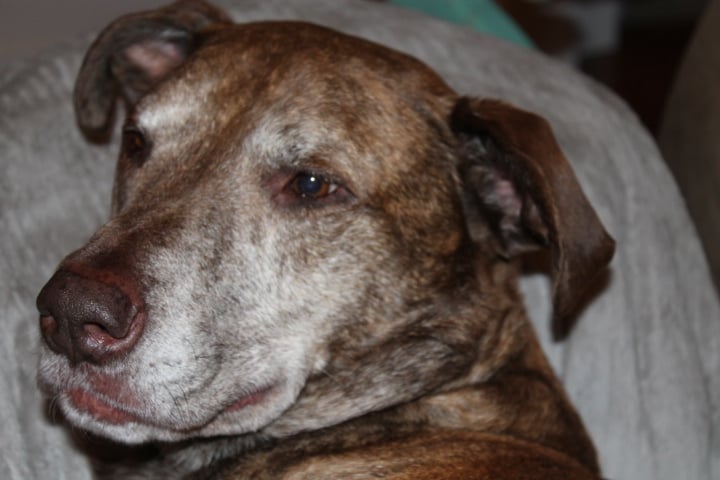 Avatar for Indian Creek Lawn Care llc