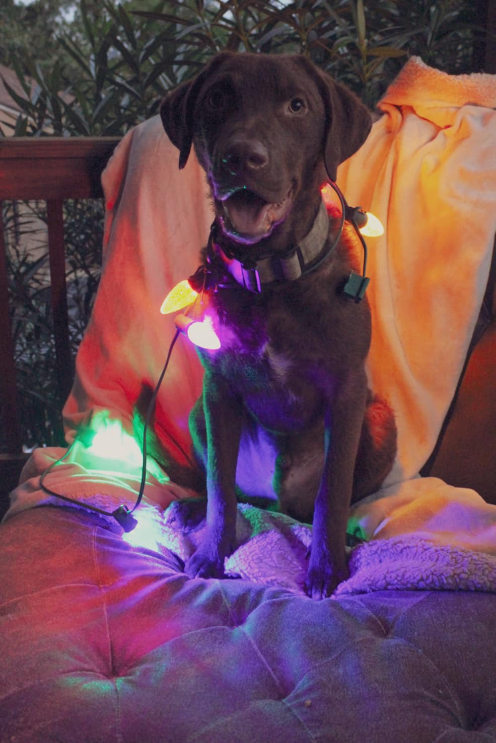 Avatar for E.L.F Elite Lighting Force