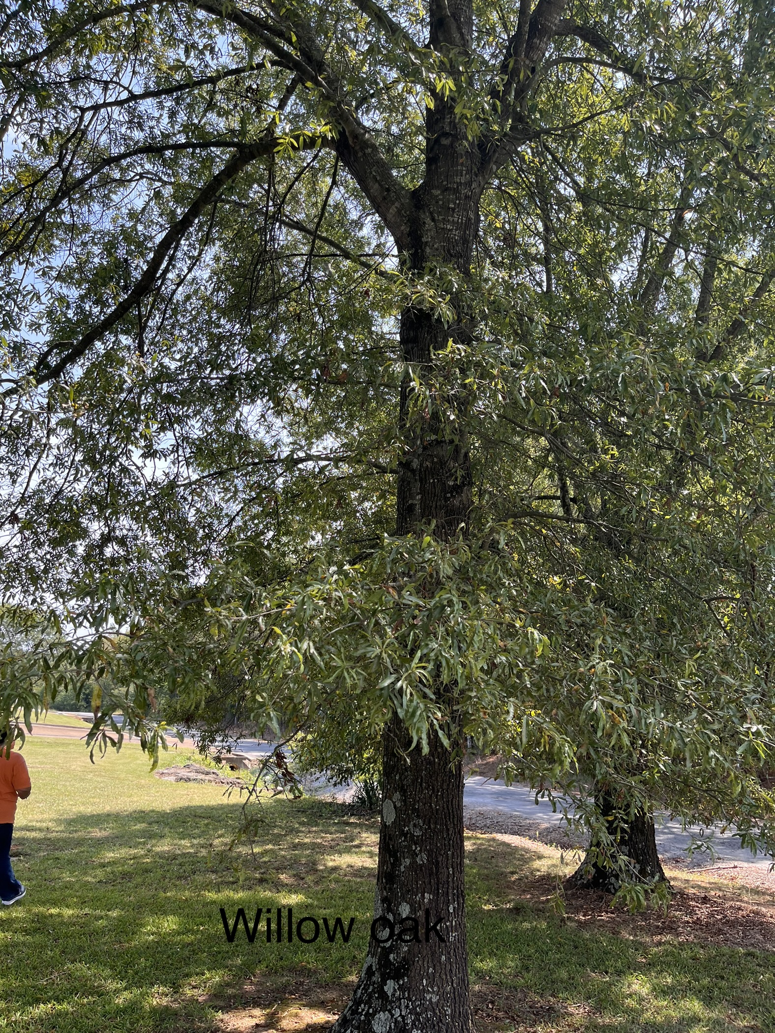 Avatar for Greenman Landscaping