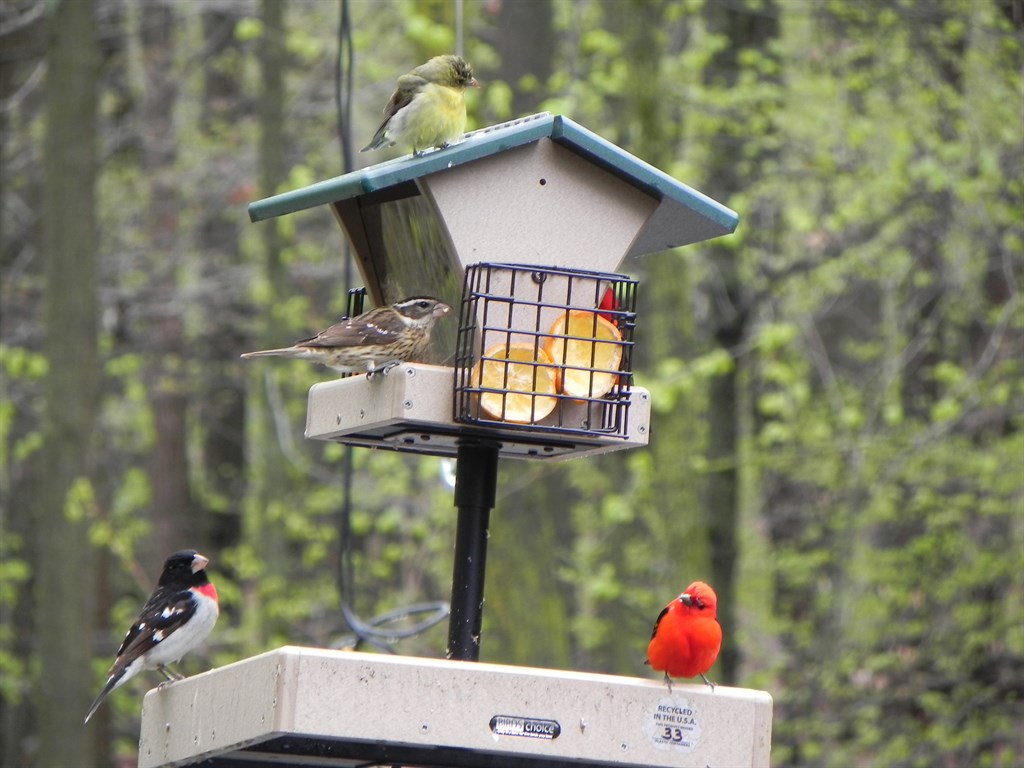 Songbird Station