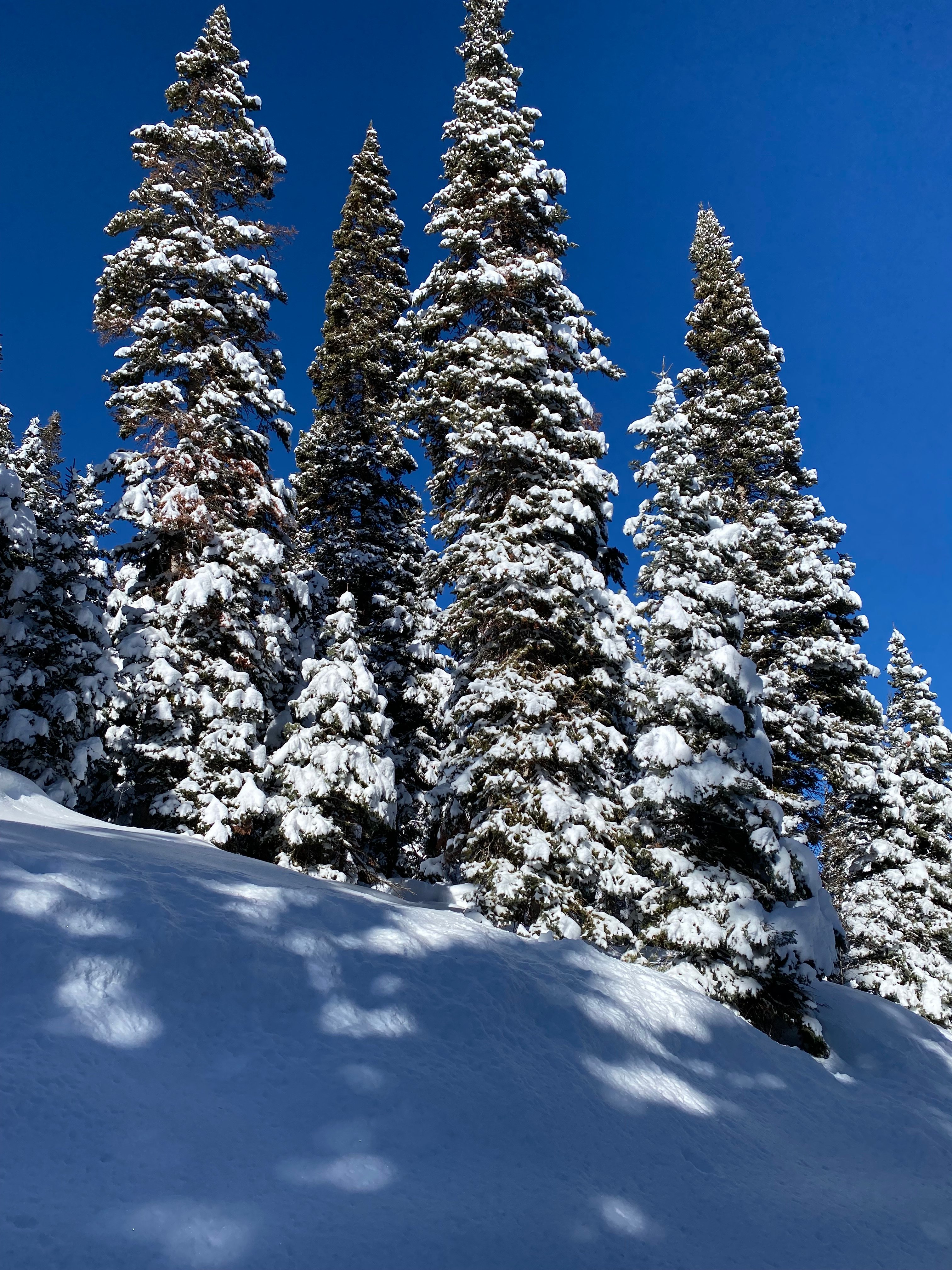 Avatar for TheArtOfDixie