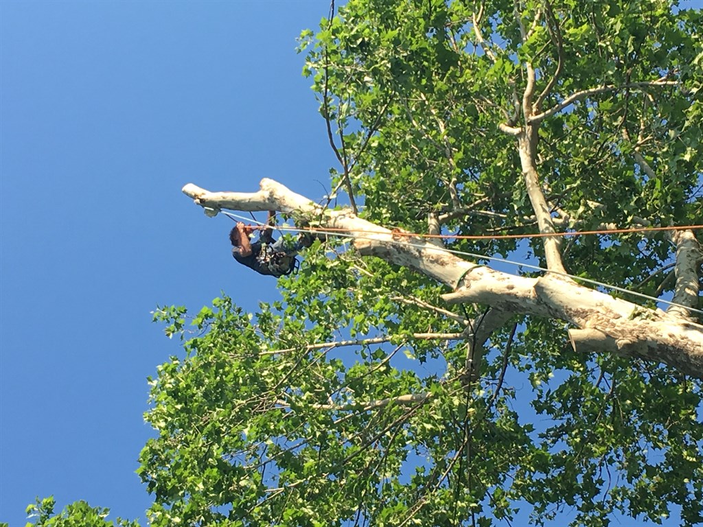 D S Tree Service Reviews Coweta Ok Angi