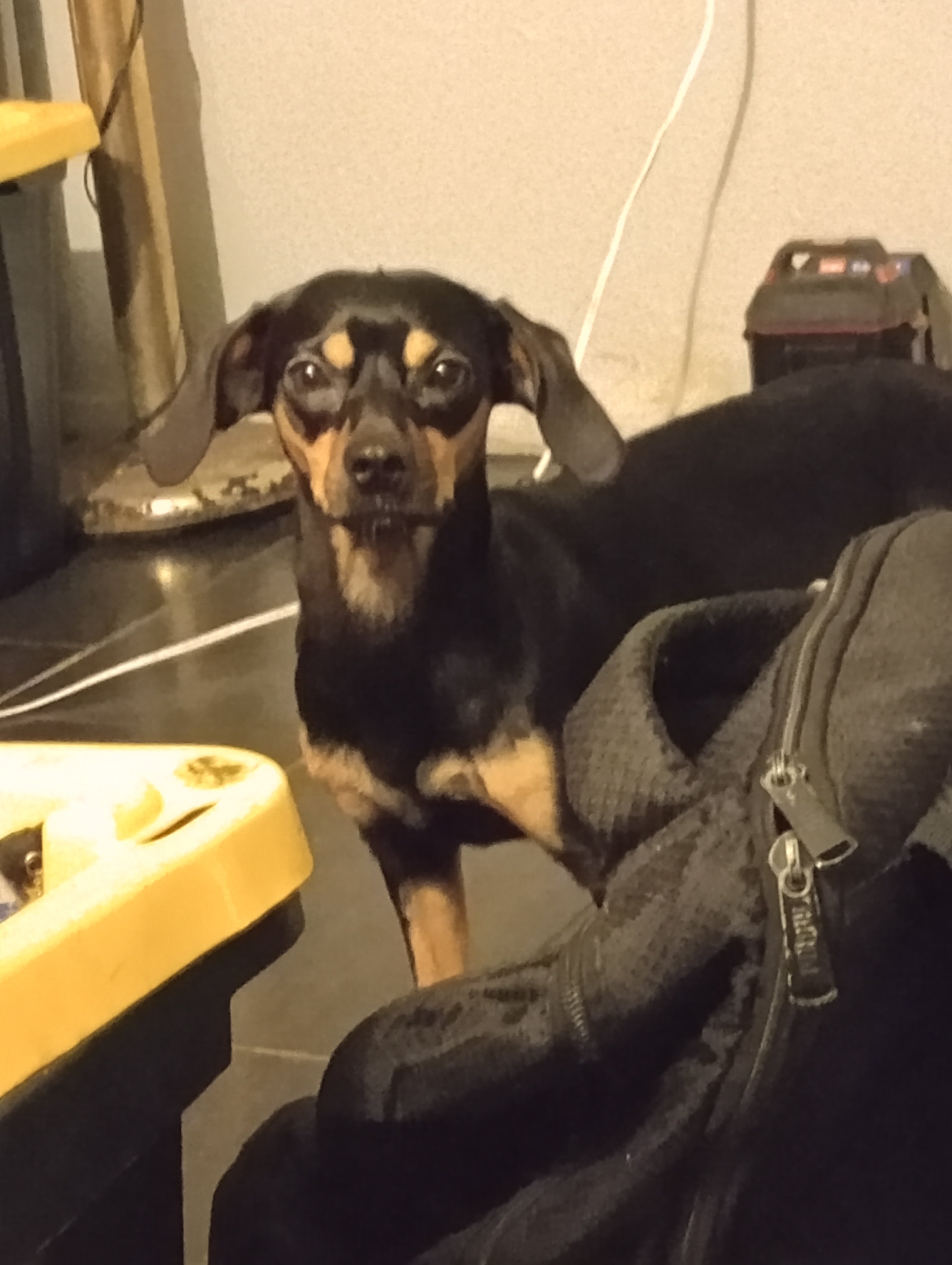 Avatar for Handymen swag