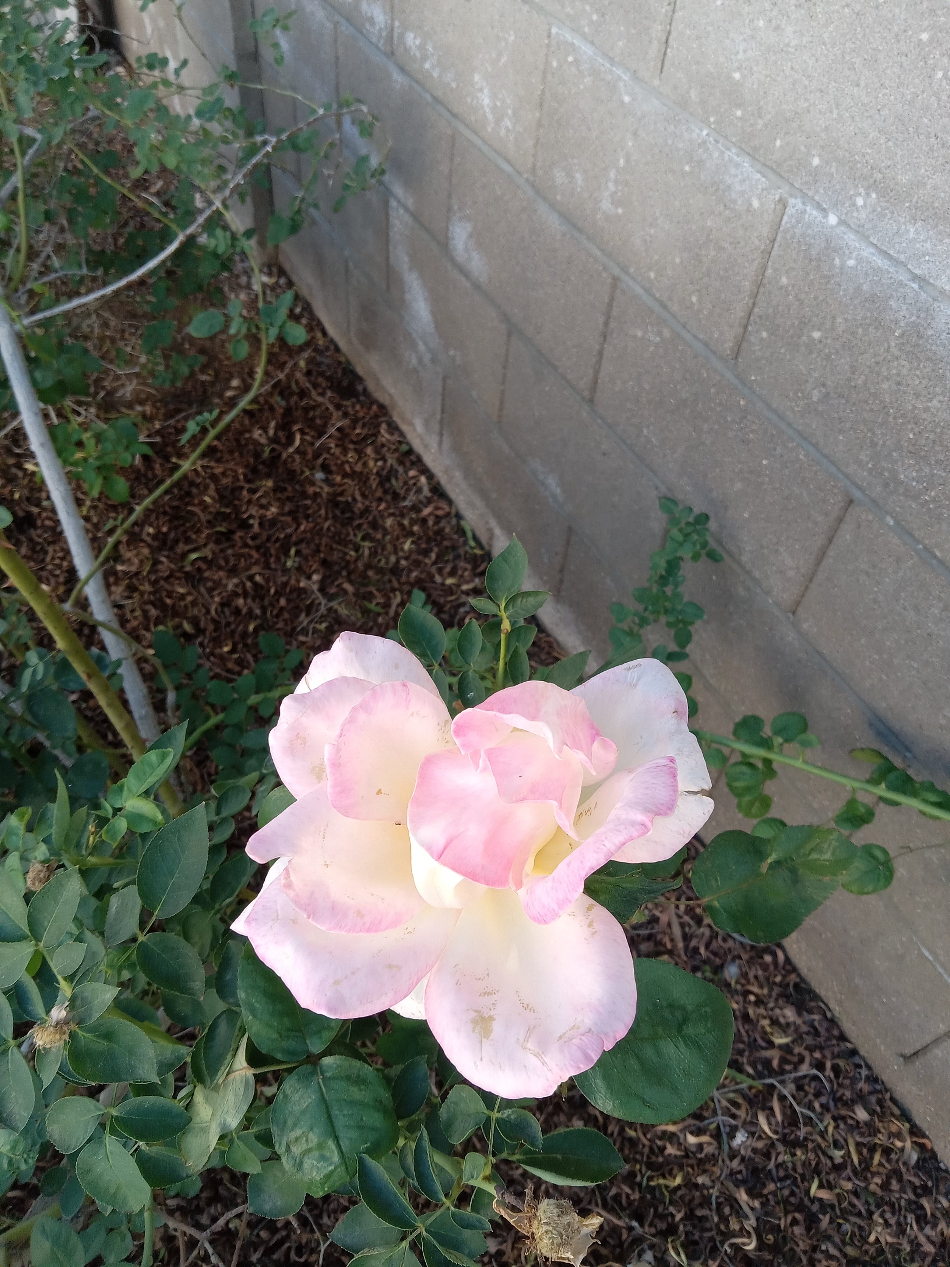 Avatar for Christopher Natividad