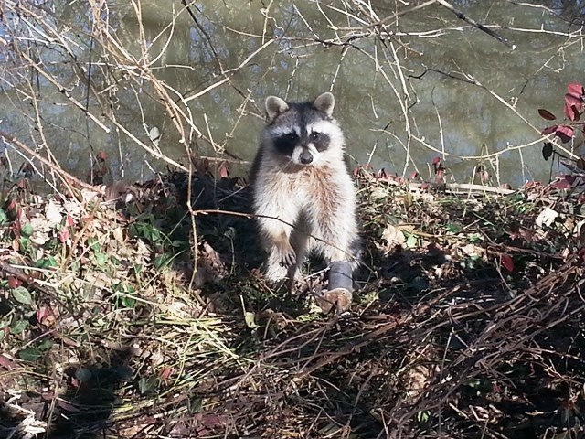 Nuisance Racoon