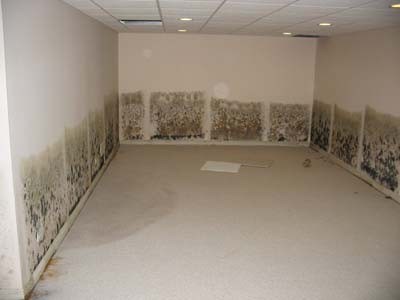 Mold Damage