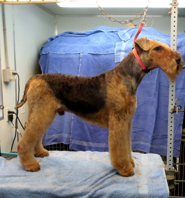 Professional Grooming