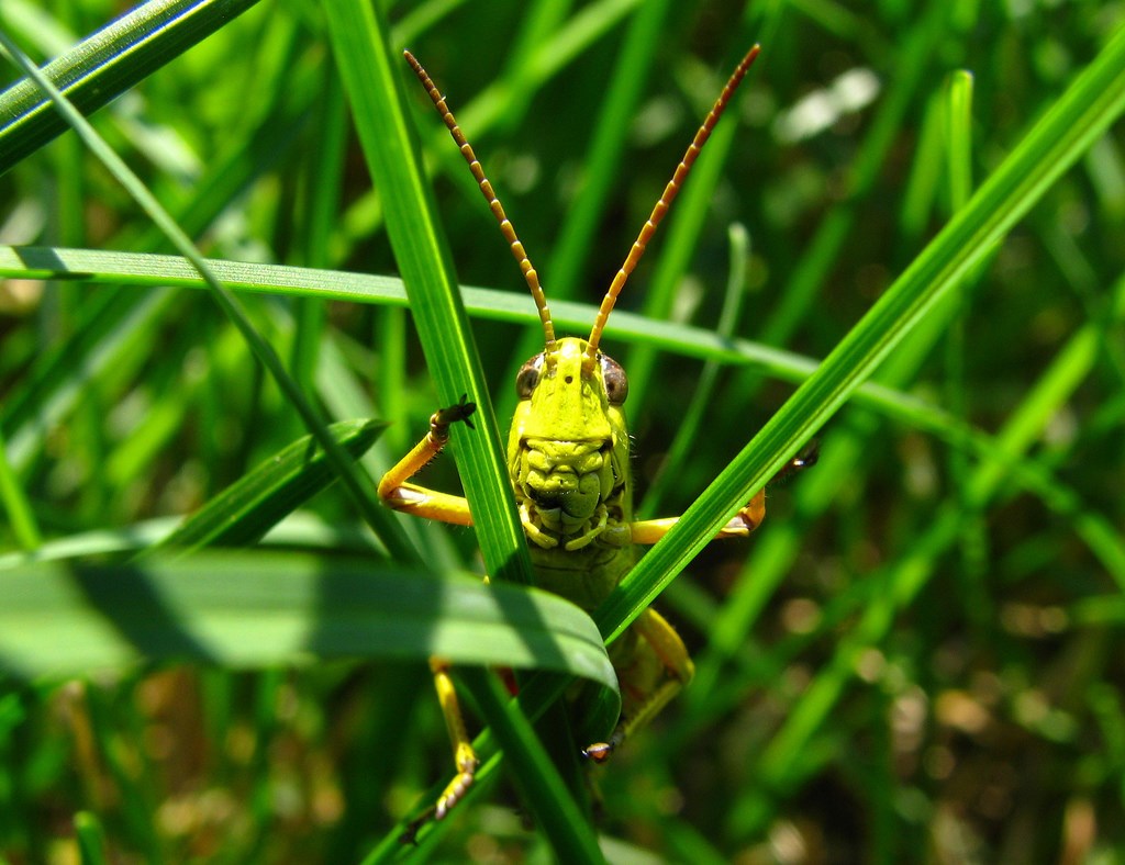Avatar for The-Grasshopper.Net