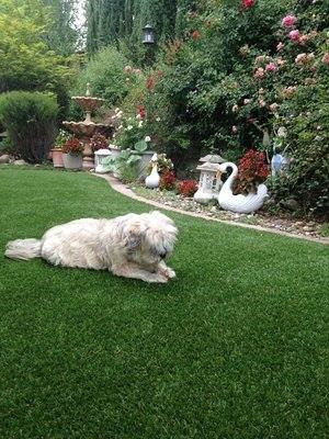 artificial grass for dogs