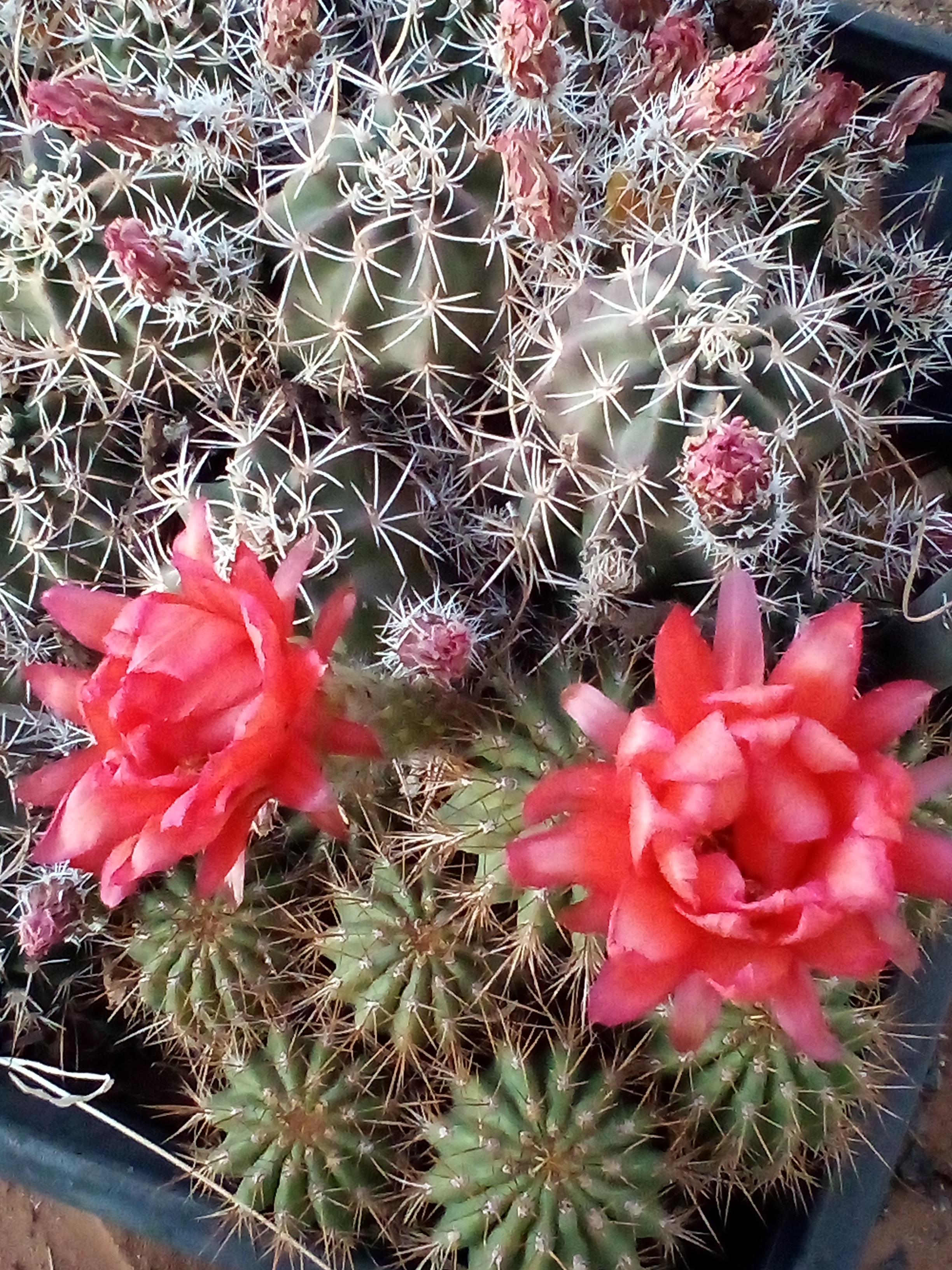 Avatar for Nevarez Cleaning