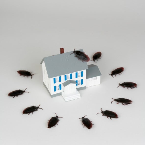 Pest Control Service