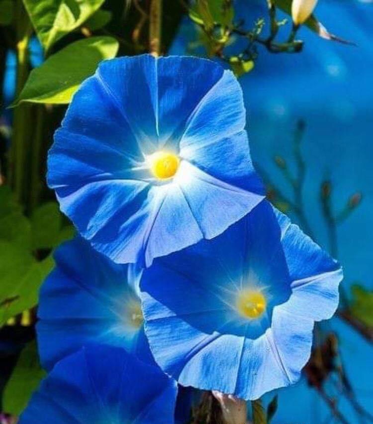 Avatar for Ruperts cleaning