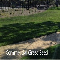 Sustainable Low Maintenance Grass LLC1
