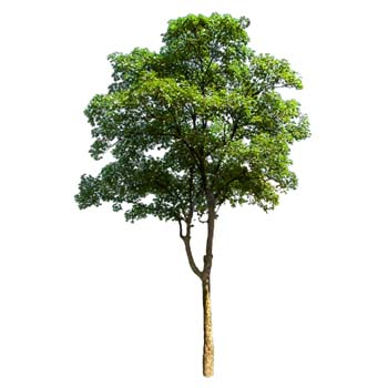 Brickhouse Tree Service logo