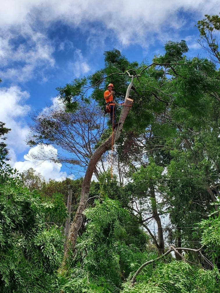 Avatar for Swanson services