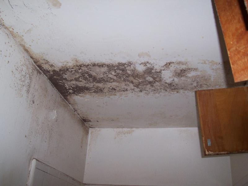 Mold Damage