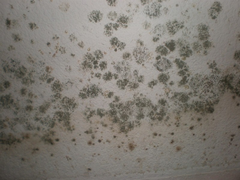 Mold Damage