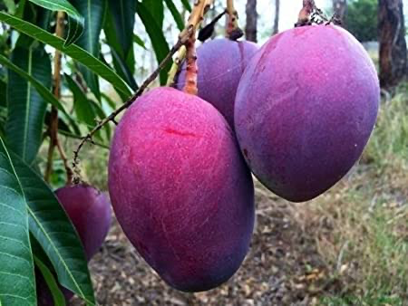 Avatar for Ds Fruit Trees LLC