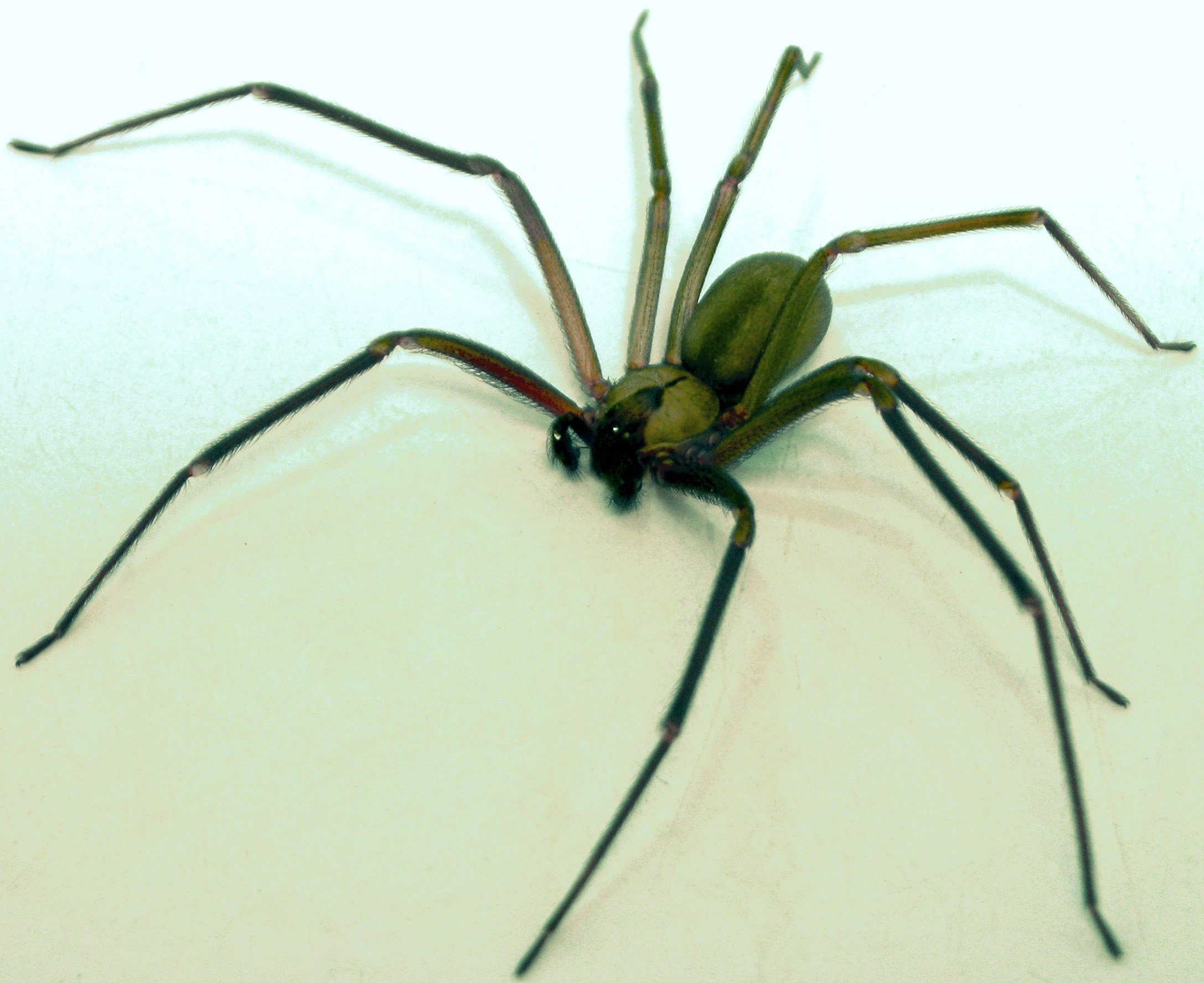 Avatar for Practical Pest Solutions and IPM Consultants LLC