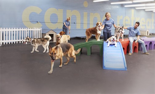 Dog Daycare Large Dog Area