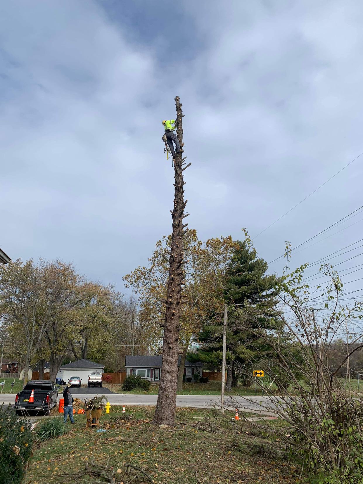Avatar for Alonso's Tree Service
