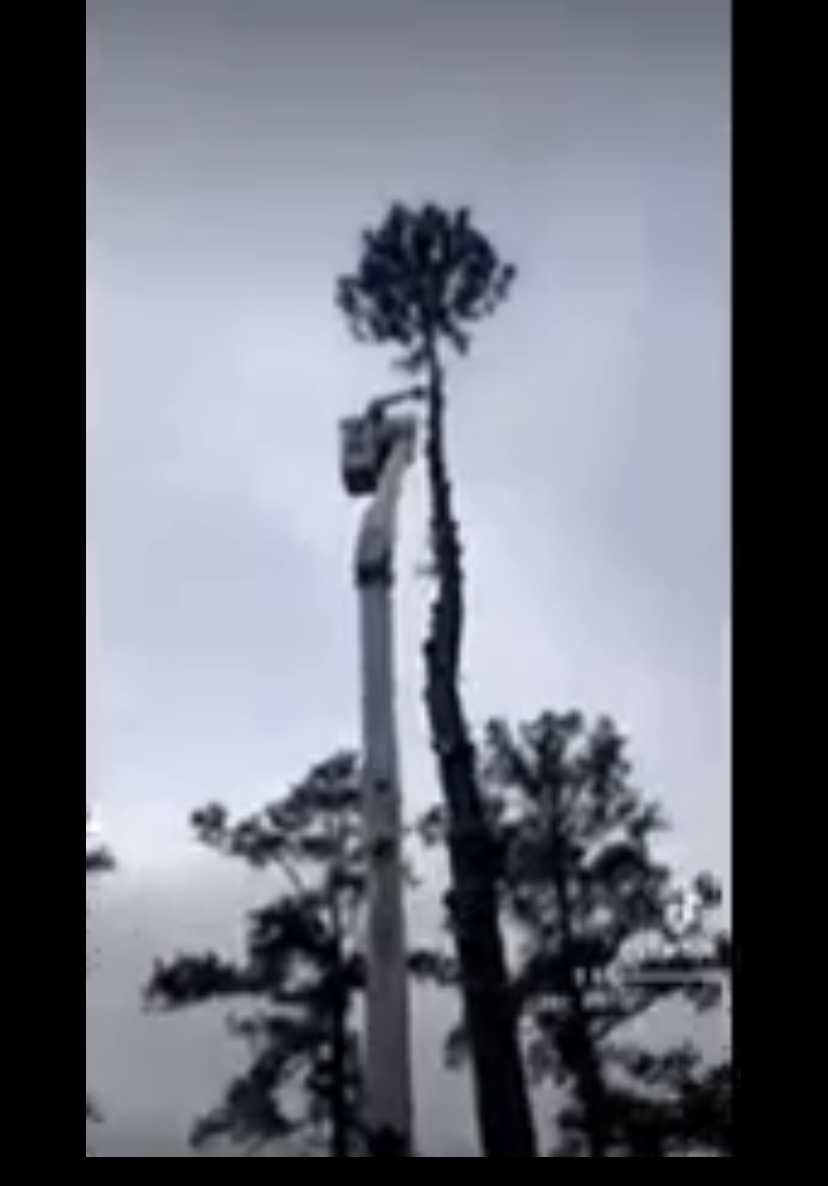 Avatar for Williamsons Outdoor Services