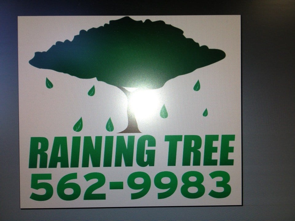 Avatar for Raining Tree