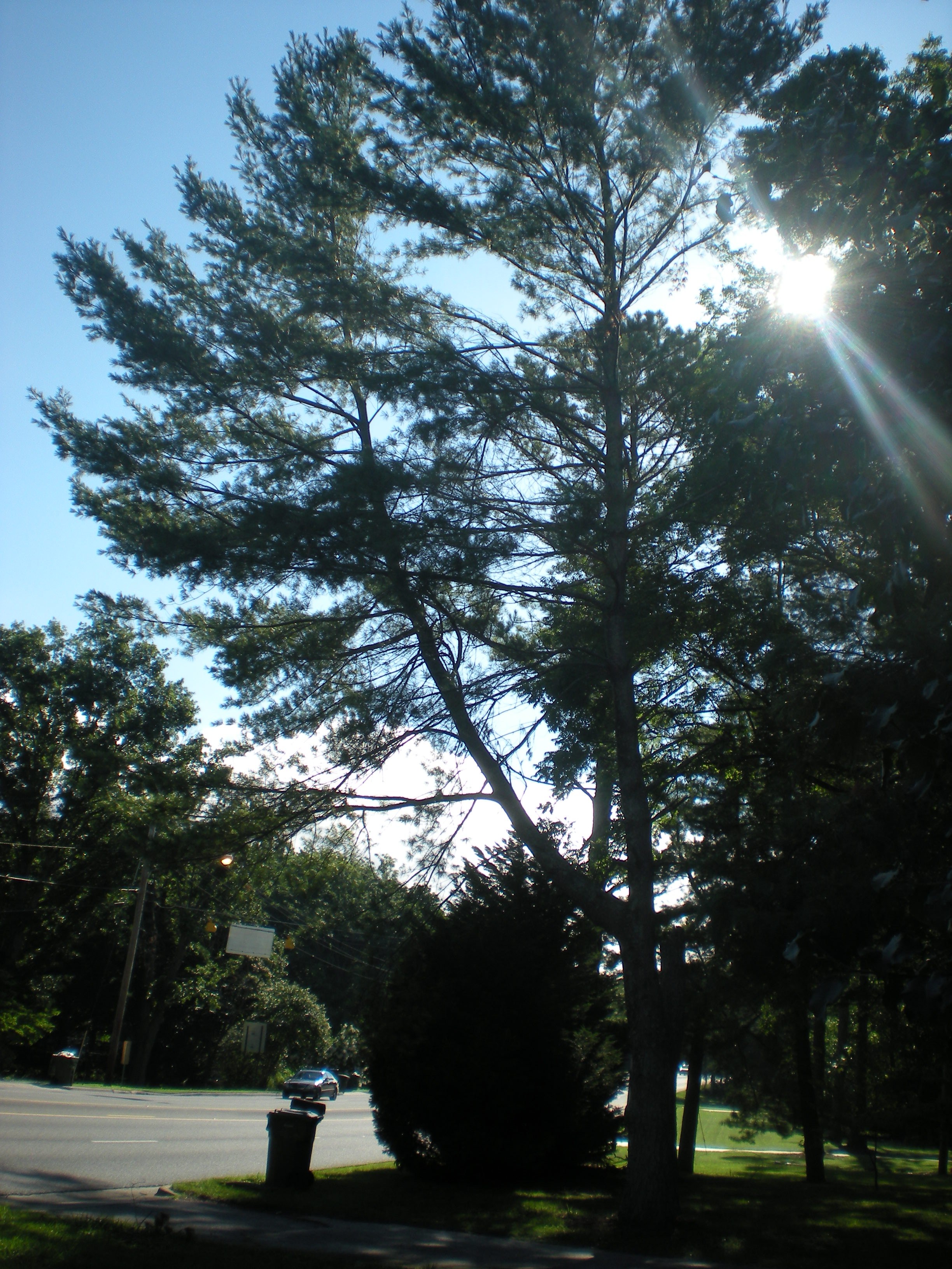Avatar for Eco Tree Service