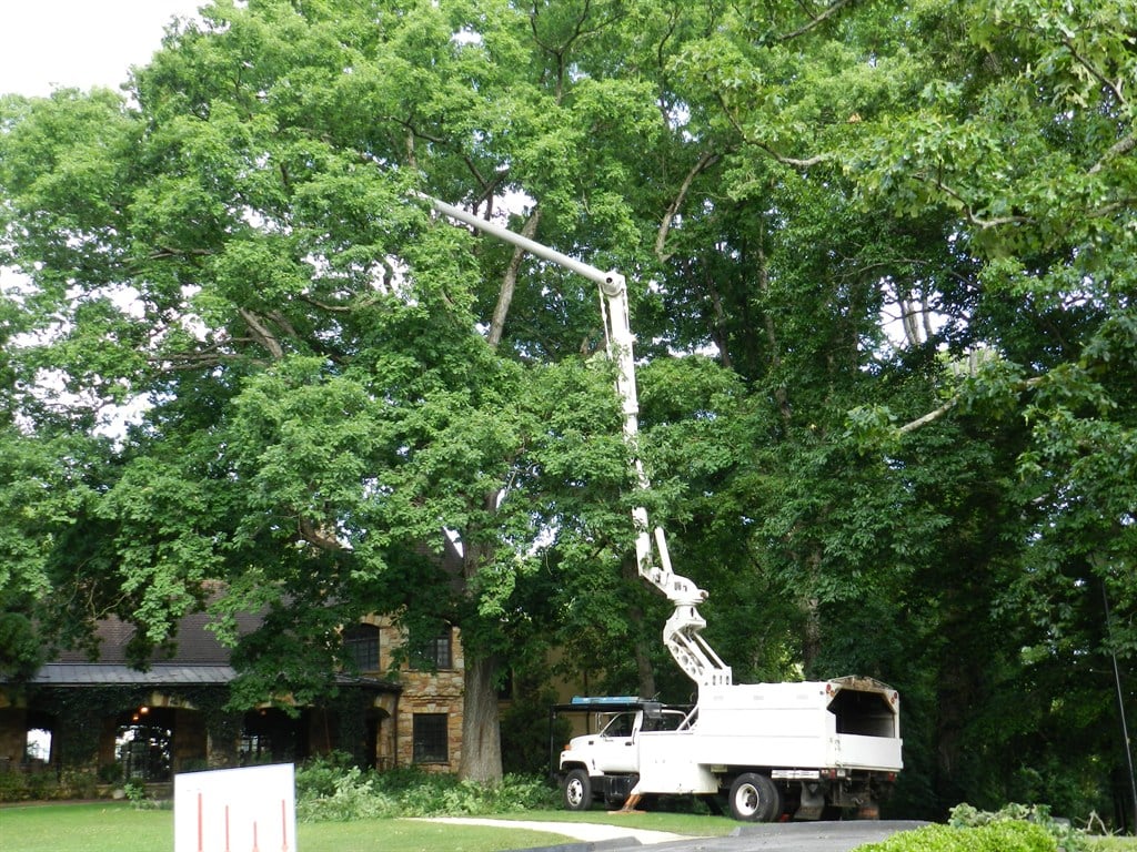 Pruning White Oak