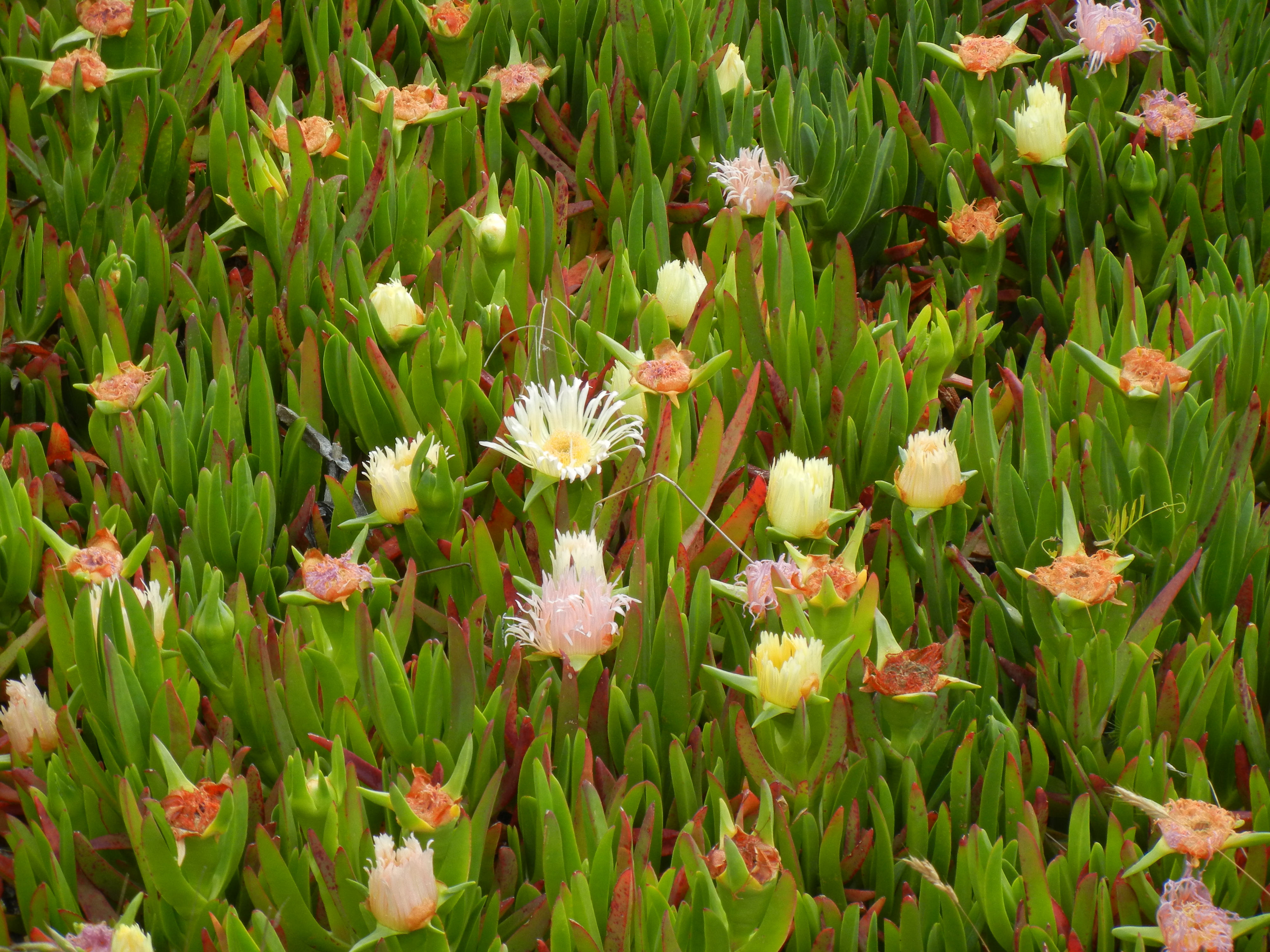 Avatar for GreenDesign