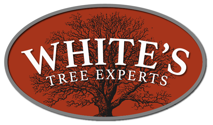 Logo for White's Tree Experts