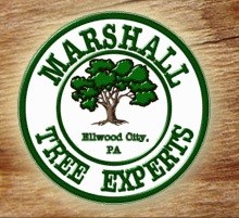 Avatar for Marshall Tree Experts