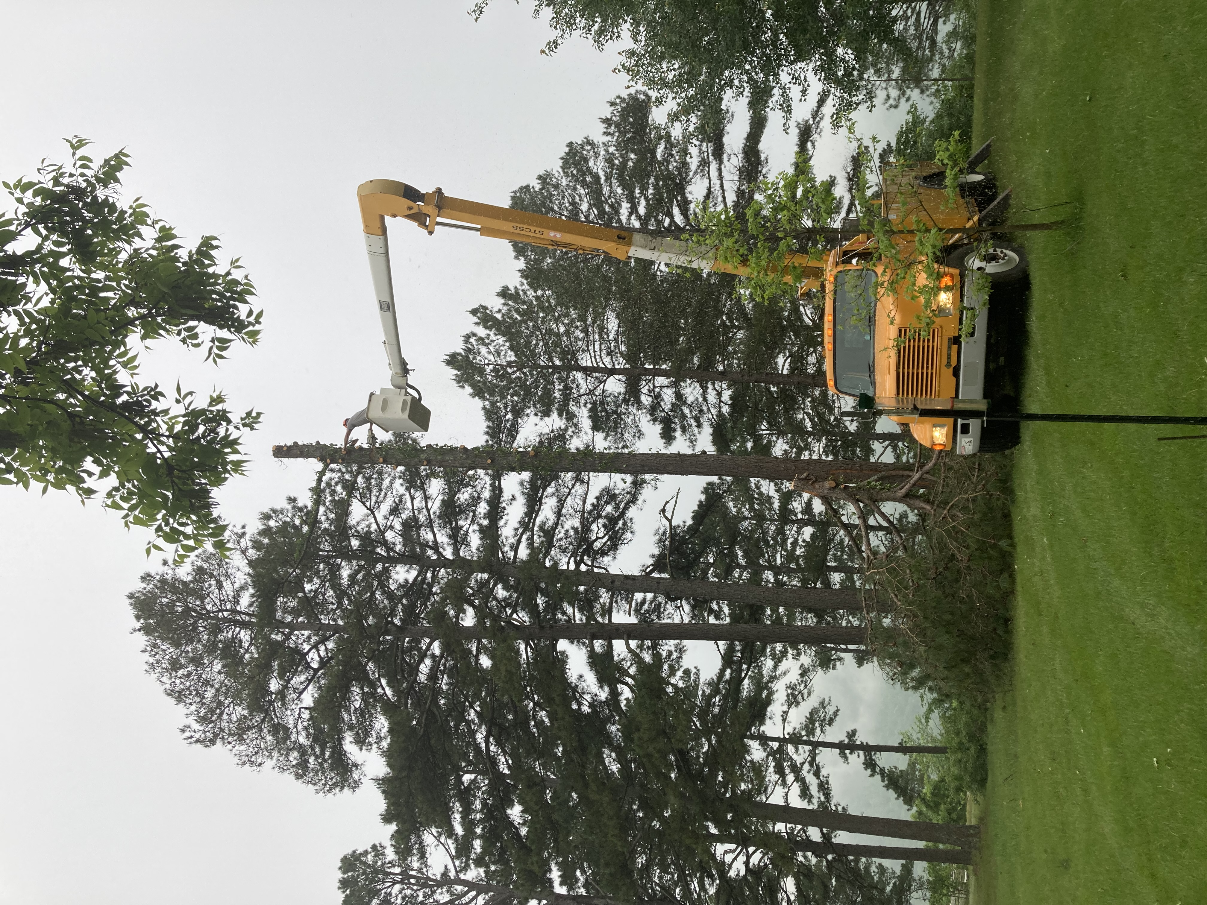 Avatar for Mayes Tree Service