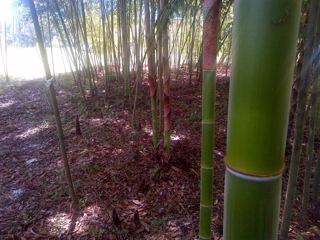 Phyllostachys edulius 