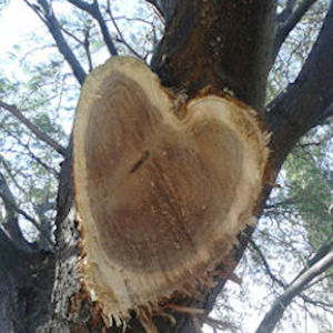 Avatar for Pro Tree Care