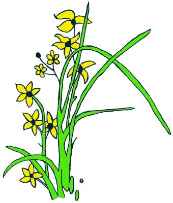 Logo for Neri Landscape & Maintenance