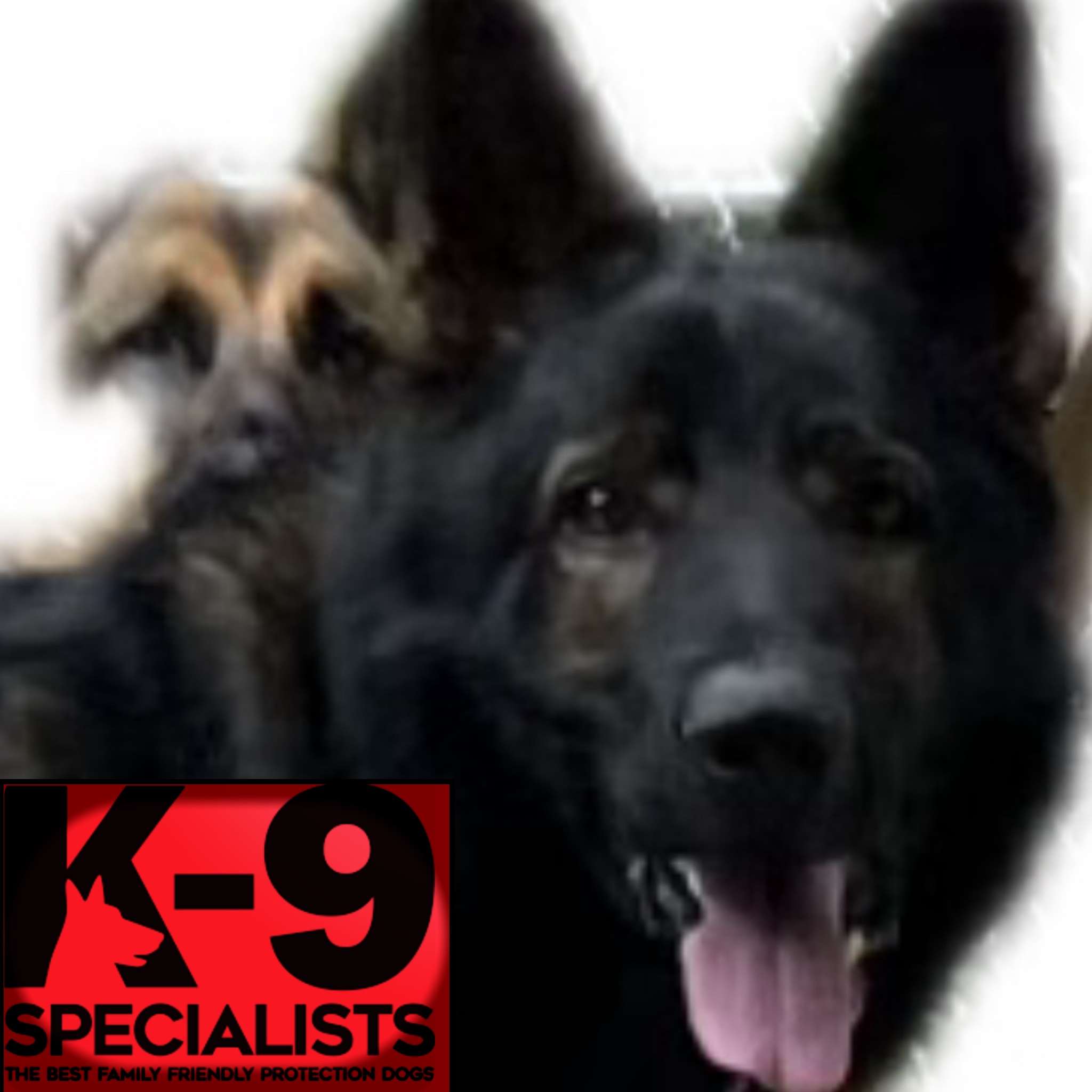 Avatar for Next Level K9 Ky