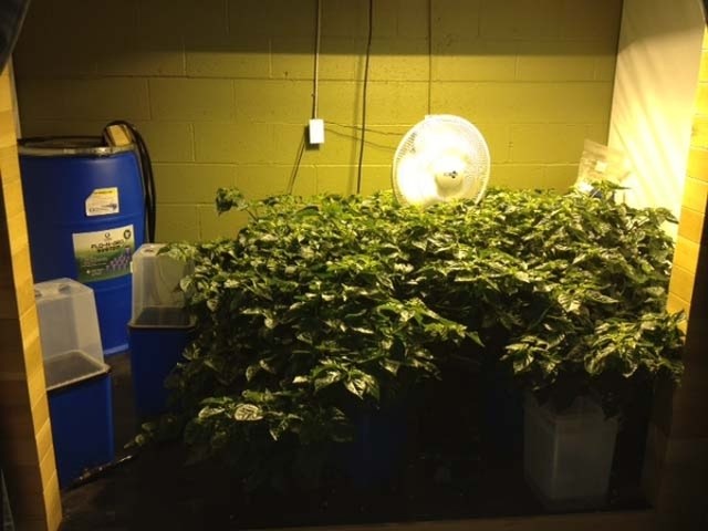 localindoor gardeninghydroponics