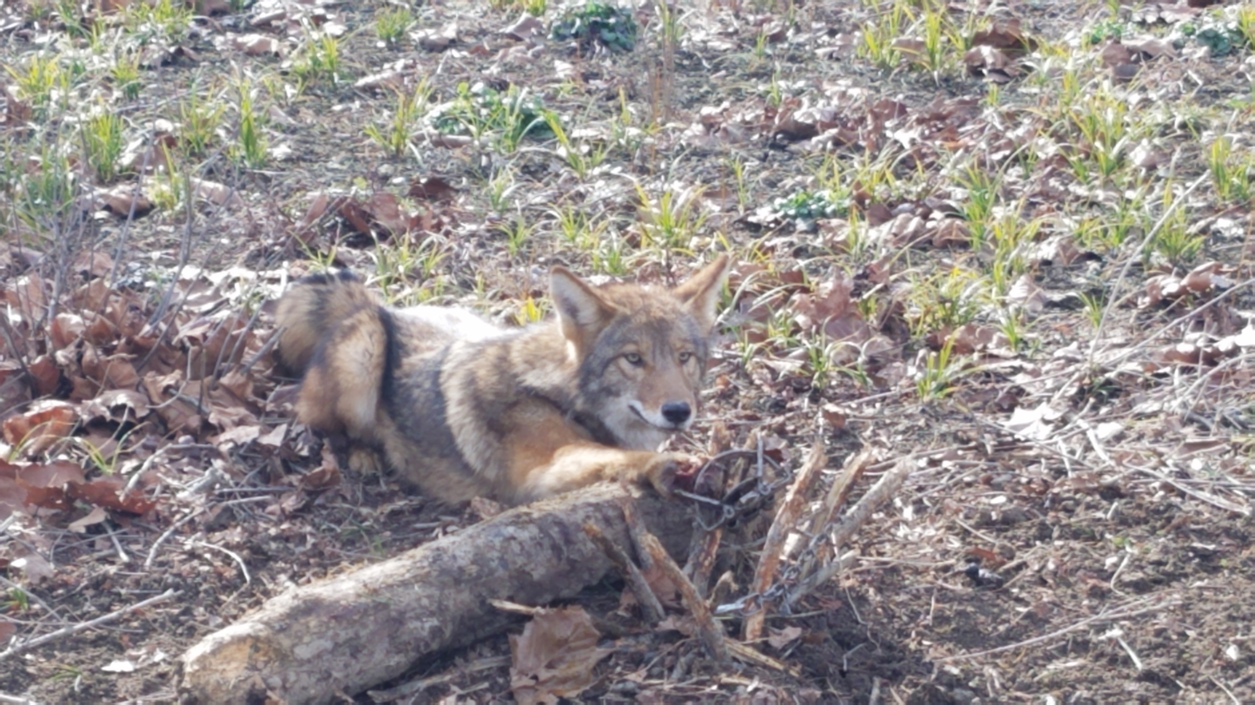 Nature Boy Wildlife Reviews North Ridgeville, OH Angi