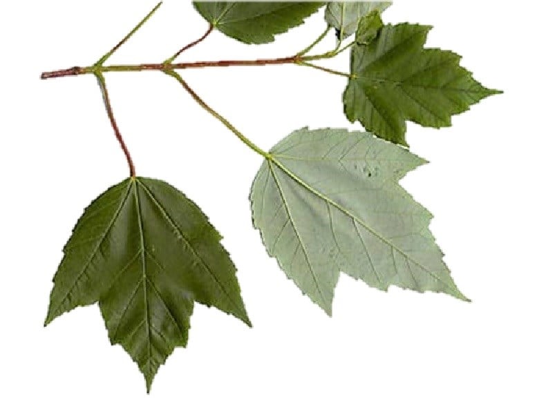 Avatar for Maple Lane Inspections, LLC