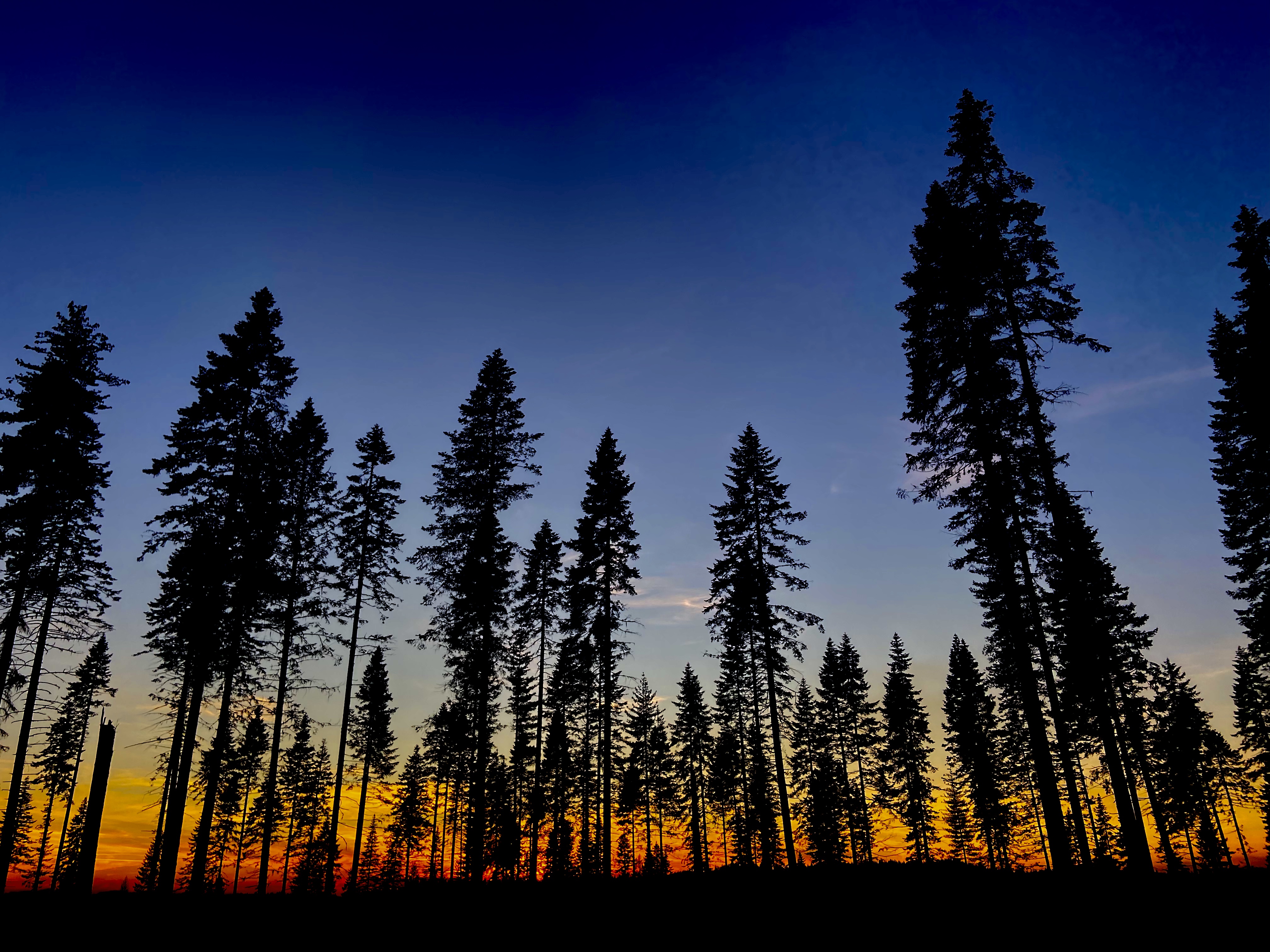 Avatar for Woods foundations