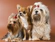 Logo for Pampered Puppies