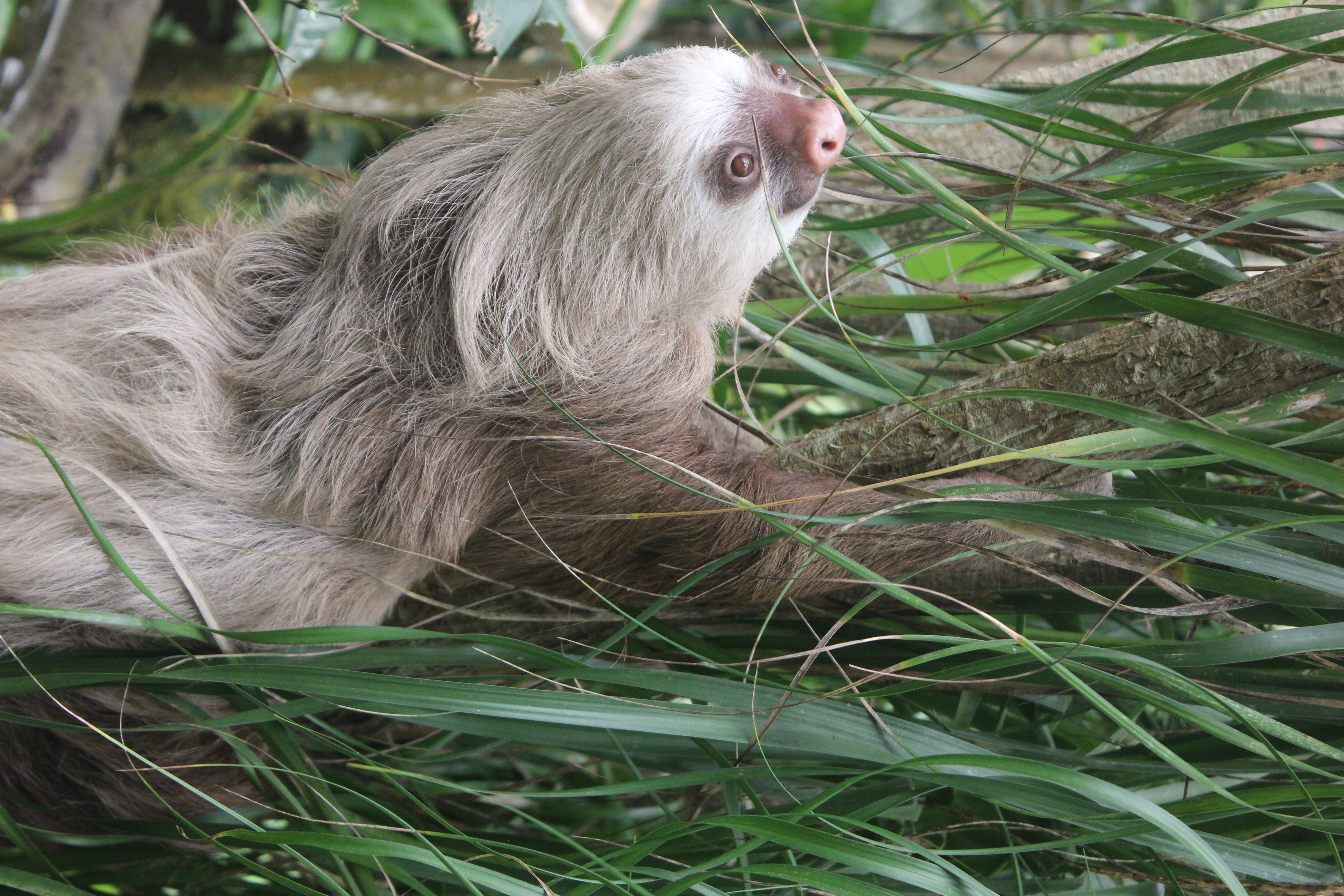 Avatar for Lacy Lands