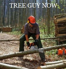 Avatar for Tree guy now