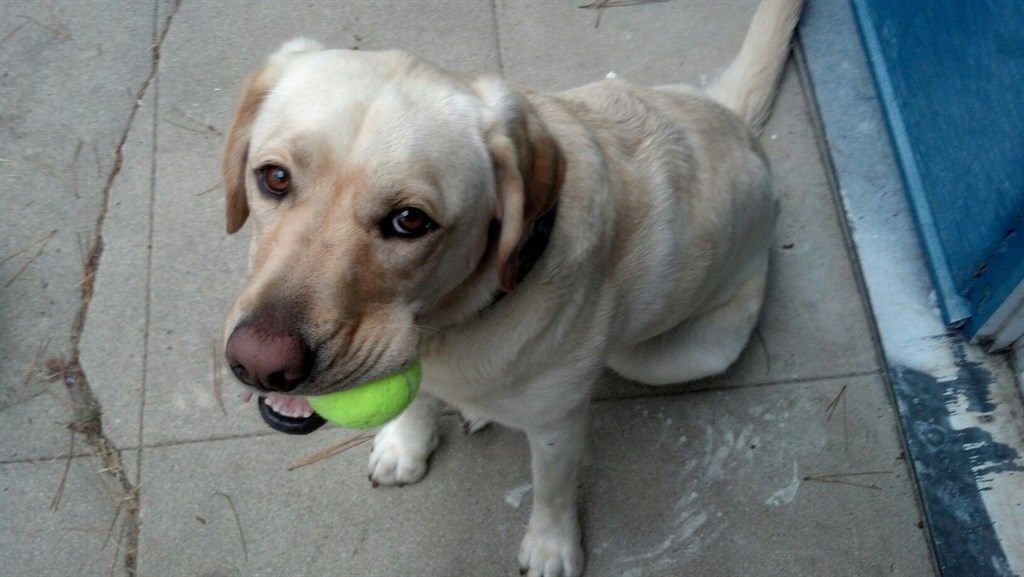 Throw it again please