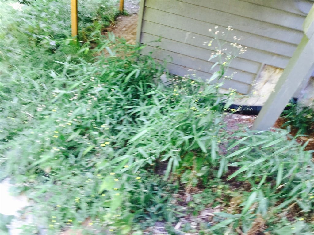 House before weeding