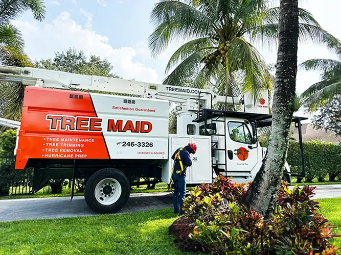 Avatar for Tree Maid Tree Service