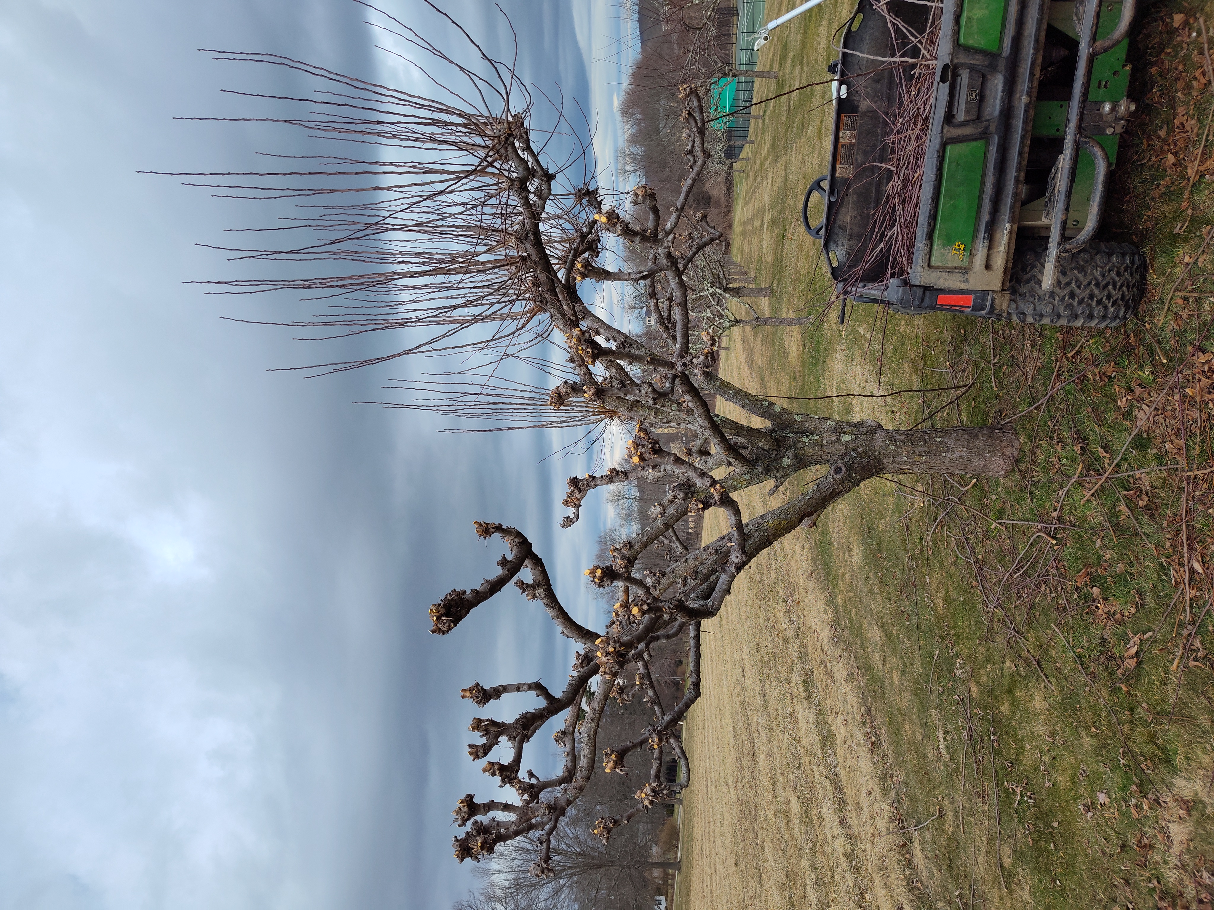 Avatar for Pulchra Silva Landscaping