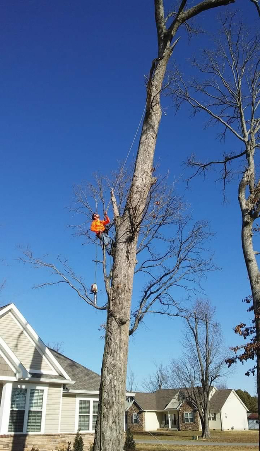 Avatar for R&M tree service