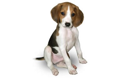 Walker Hound Window logo